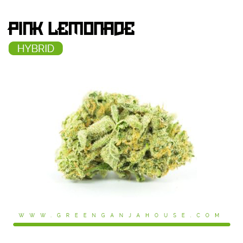 pink-lemonade-cannabis-strain_buy-weed-online_on-green-ganja-house