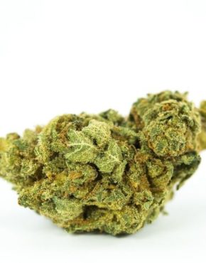 buy-Race-Fuel-Marijuana-Strain-buy-weed-online-green-ganja-house