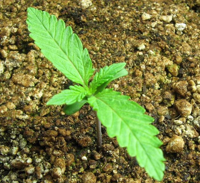 healthy-marijuana-buy-weed-online