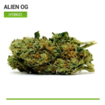 alien-OG-top-shelf-hybrid-strain-cannabis_buy-weed-online_on-green-ganja-house