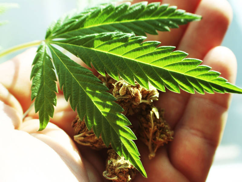 green-ganja-green-cannabis-buy-weed-online