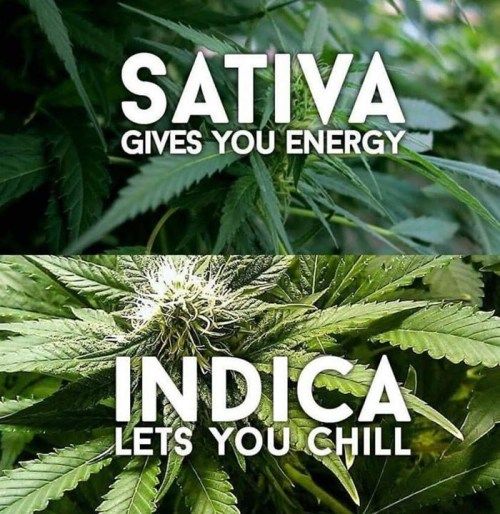 sativa-and-indica-buy-weed-online-green-ganja-house