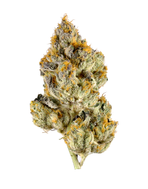 Buy Beyond Blueberry 2.0 Strain at www.greenganjahome.com