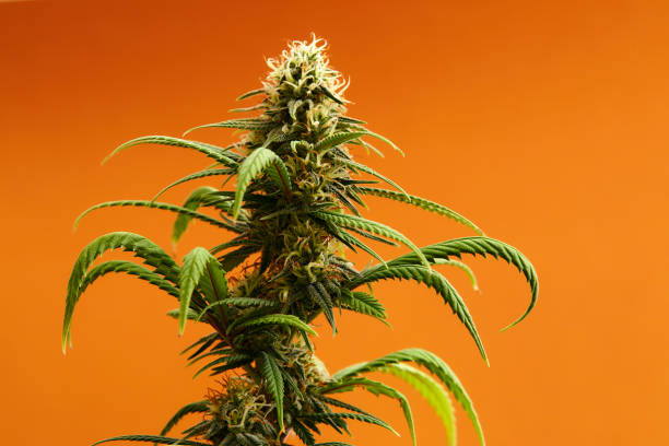 Buy Secret Gelato Strain online at www.greenganjahome.com