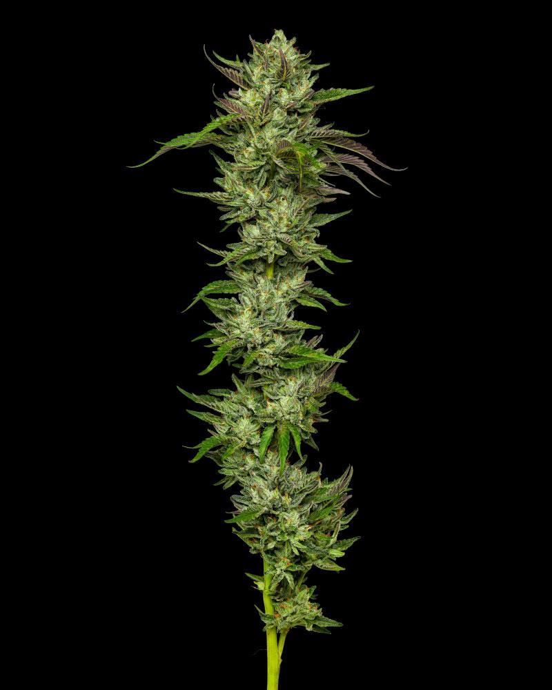 Buy Collie Man Kush Strain online at www.greenganjahome.com