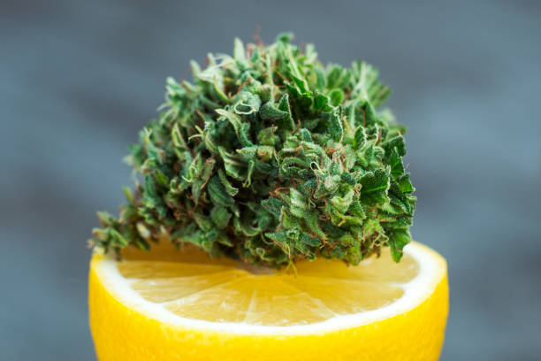 Buy Lemon Grab Strain online at www.greenganjahome.com